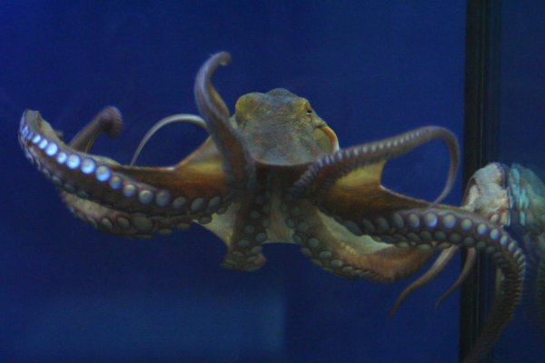 Кракен мониторинг ссылок kraken torion