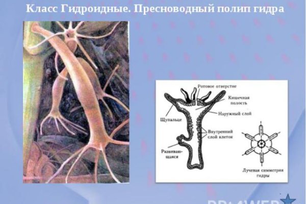 Кракен 12 сайт